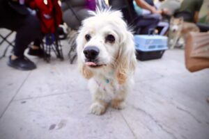 Fortalece Gobierno de Sinaloa campañas de esterilización canina y felina